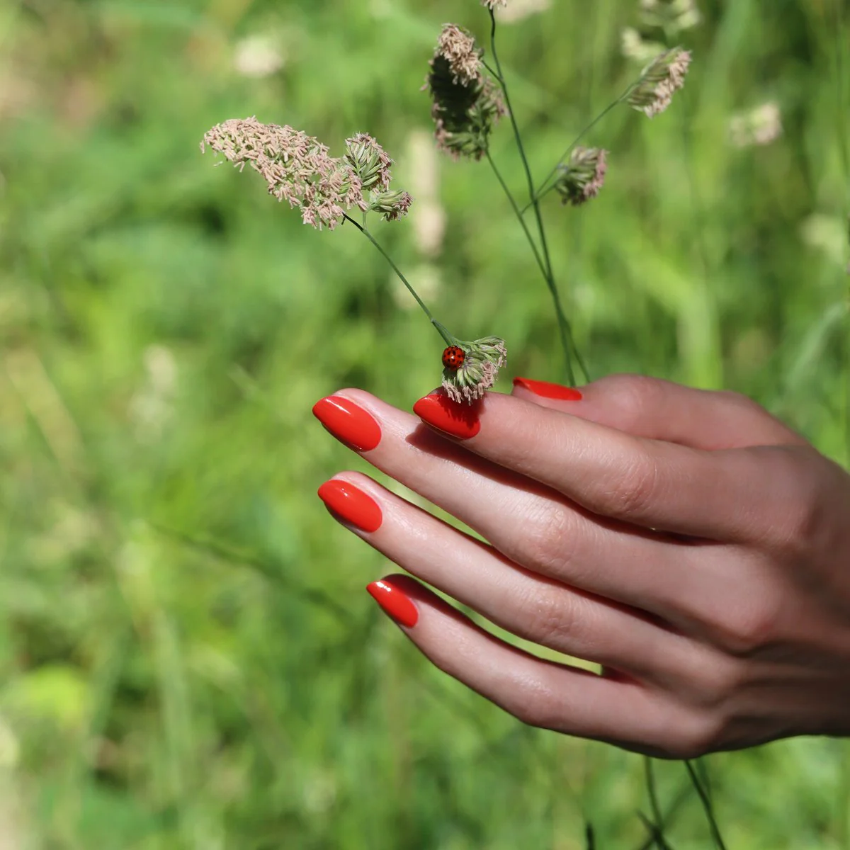 697-red-coral-6.webp Red Coral